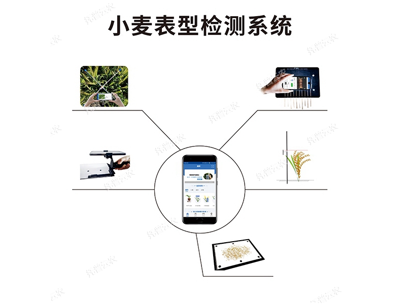 小麥表型檢測系統(tǒng) TPM-BX-1