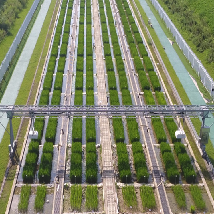 龍門(mén)式高通量表型采集分析平臺(tái)（地軌式）